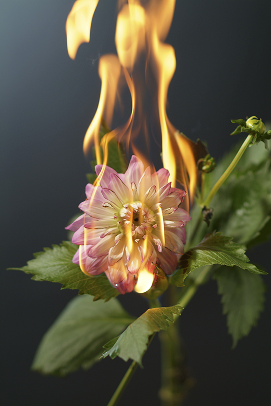 Flor de Fuego